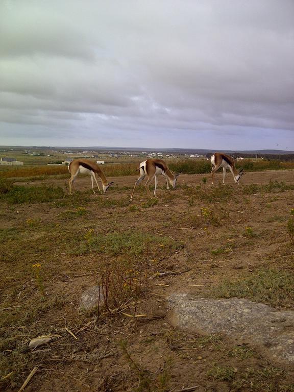 The Stables Accommodation Langebaan Bagian luar foto
