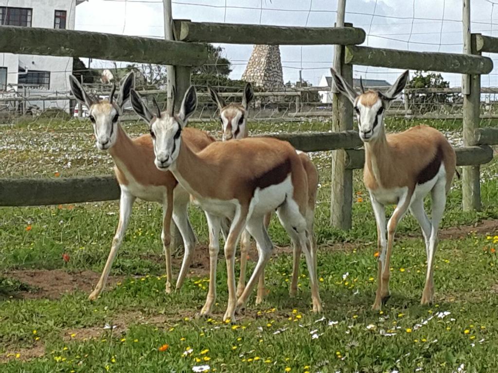 The Stables Accommodation Langebaan Bagian luar foto