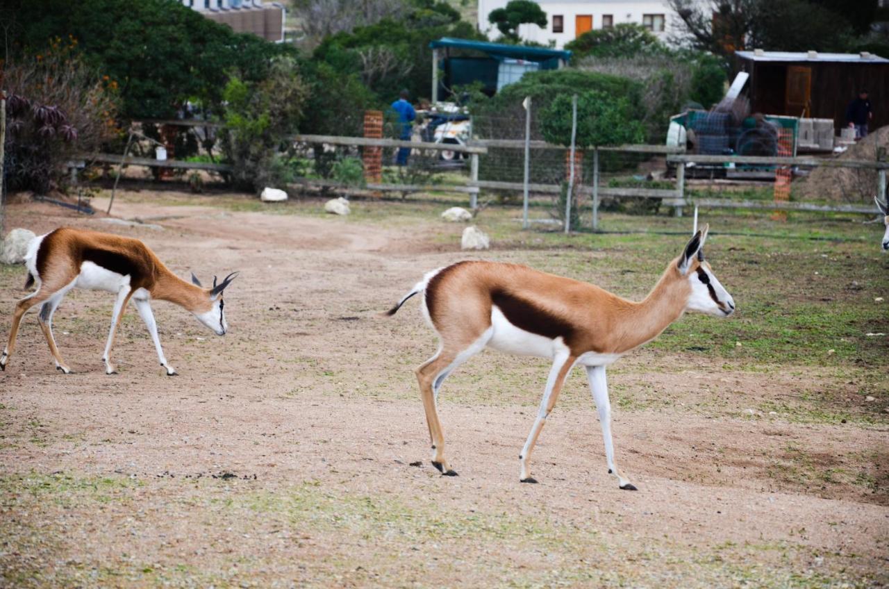 The Stables Accommodation Langebaan Bagian luar foto